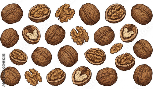 Photos Walnuts with shell and kernels vector illustration realistic organic nut food is
