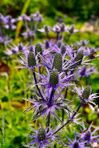 Eryngium, Sea Holly 