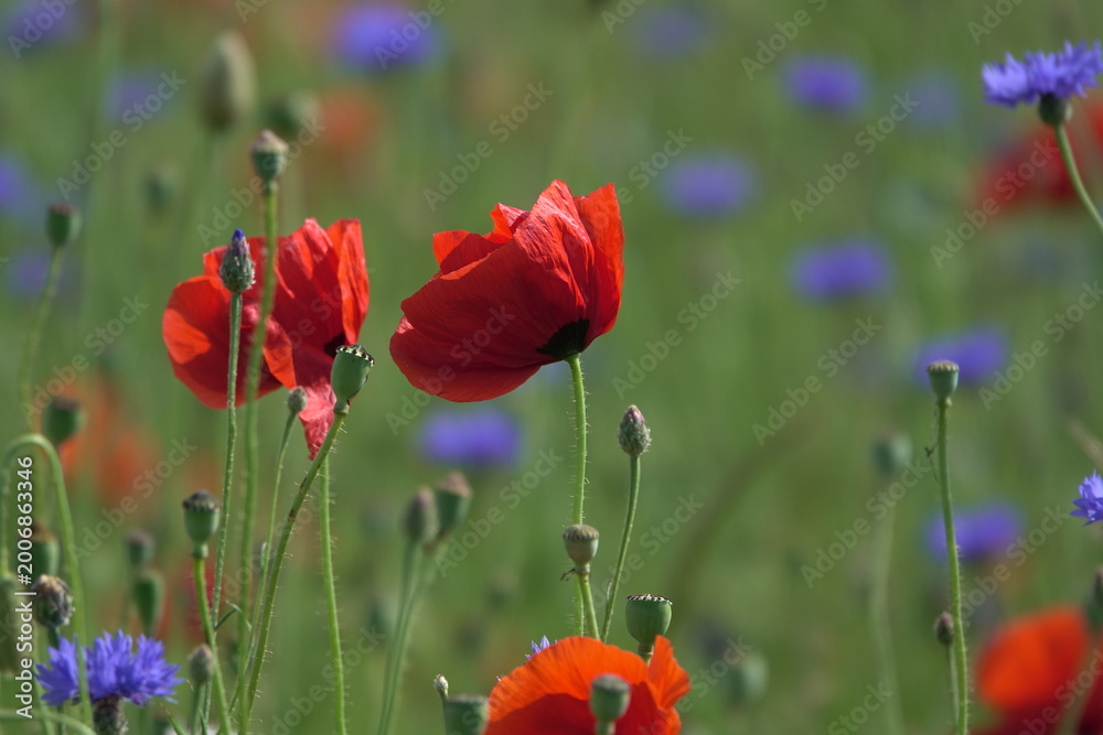 Fototapeta premium Klatschmohn und Kornblumen