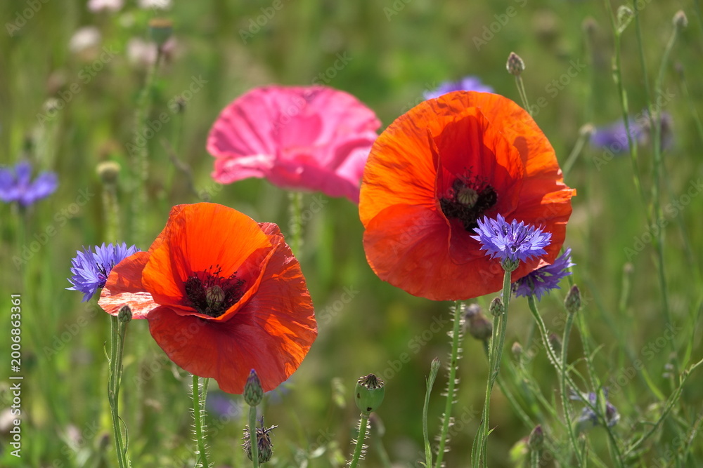 Fototapeta premium Klatschmohn und Kornblumen