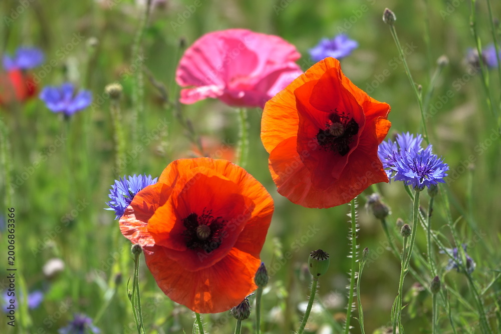 Fototapeta premium Klatschmohn und Kornblumen