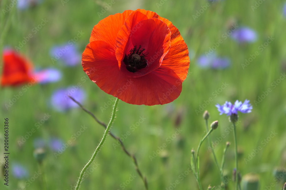 Fototapeta premium Klatschmohn und Kornblumen