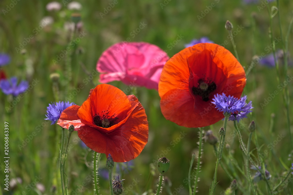 Fototapeta premium Klatschmohn und Kornblumen