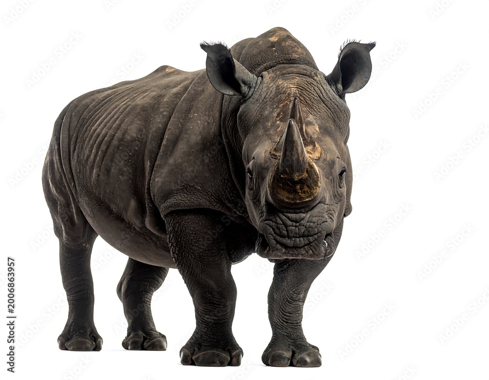 Obraz premium A large rhinoceros stands, facing the camera, against a plain white background. Its dark gray skin shows wrinkles and a prominent horn