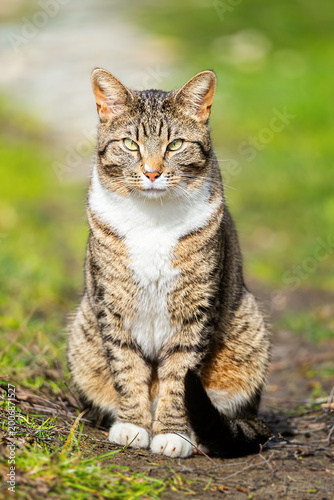 Grey striped cat posing in pine summer forest