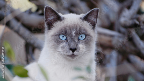 Tableau sur toile Close-up portrait of a blue-eyed cat with striking gaze and soft fur, natural background with shallow depth of field