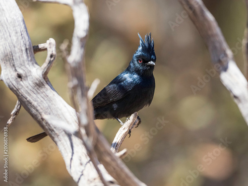 Male Silky Black Phainopepla in Arizona