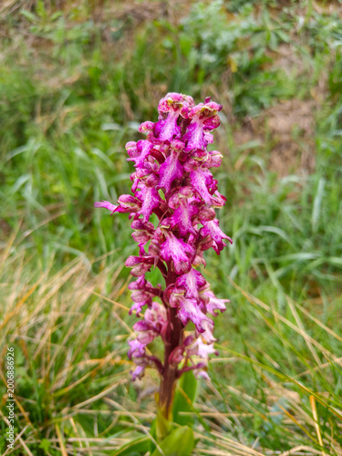 Konstfotografi Robert's Giant Orchid, Himantoglossum robertianum, Spain, Europe