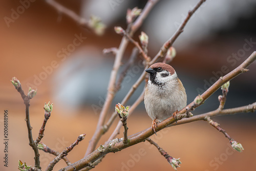 closeup of a House sparrow standing on a tree.