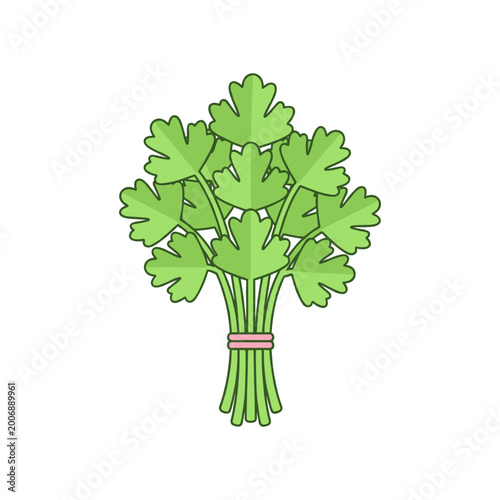Photos Fresh bunch of green parsley herb vector illustration on white background with c