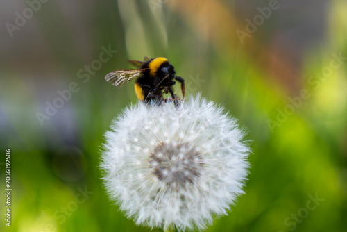 Fotografija Bumblebee sitting on white dandelion seed head, close-up of insect on fluffy seeds against blurred green outdoor background