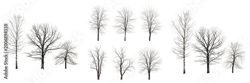 Cuadro en lienzo Collection of Bare Winter Trees Without Leaves Isolated on Transparent Backgroun