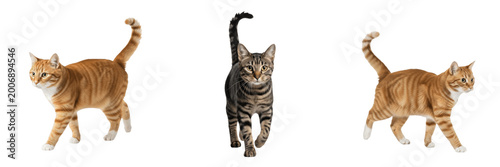 Curious Tabby Cat Standing and Looking Isolated on Transparent Background, High Quality Pet PNG for Animal Welfare Veterinary Care and Domestic Lifestyle Branding Projects