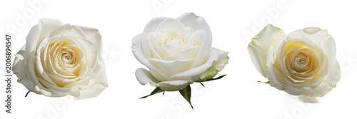 Elegant White Rose Bloom Isolated on Transparent Background, High Quality Floral PNG for Romance Valentine's Day Wedding and Luxury Beauty Product Design