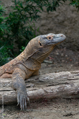 Komodo dragon walking rocky ground zoo enclosure Colombia