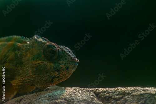 Green chameleon camouflaged branch tropical forest Colombia zoo
