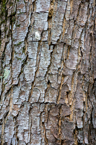 Rough tree bark texture close-up macro nature Colombia