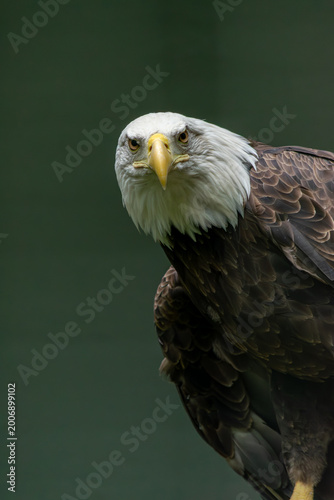 Tableau sur toile Bald eagle perched branch profile Colombia zoo close-up