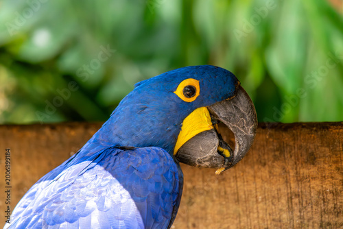 Hyacinth macaw blue parrot portrait Colombia zoo South America