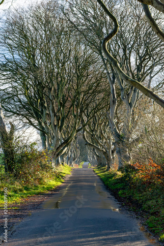 Tree-lined road bare branches tunnel autumn Scotland UK