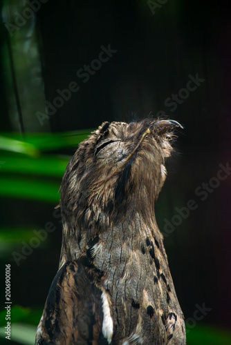 Tawny frogmouth camouflaged branch bark Colombia zoo close-up