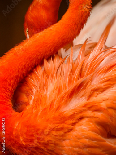 Flamingo pink plumage curved beak portrait Colombia zoo