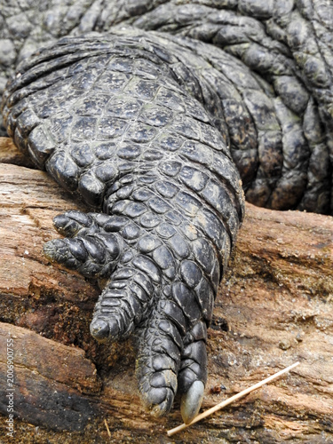 Crocodile skin texture dark scales pattern detail Colombia zoo