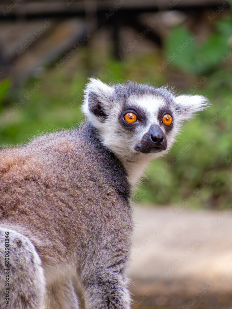 Obraz premium Ring-tailed lemur sitting striped tail portrait Colombia zoo