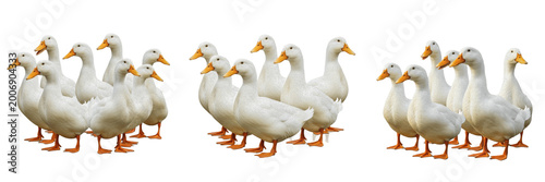 Group of White Geese Standing and Walking Isolated on White Background for Poultry Farming Agriculture, Rural Countryside Photography, and Farm Animal Wildlife Education Graphics.