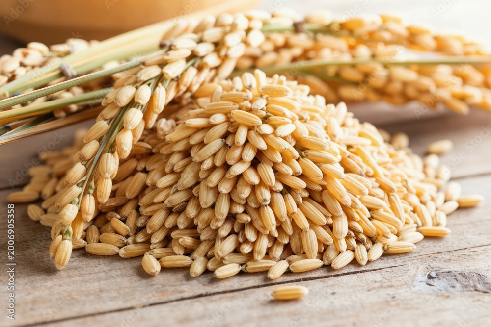 Obraz premium Golden rice stalks and kernels rest on a weathered wooden surface. The uncooked grains and mature ears suggest harvest, agriculture, and raw ingredients for healthy meals.