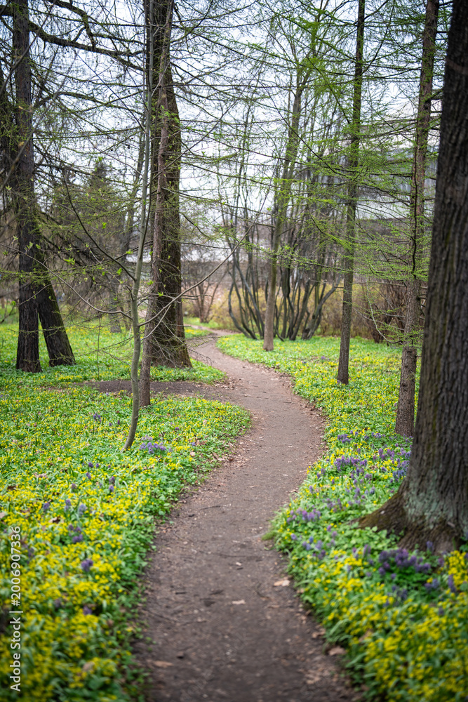 Fototapeta premium Spring lawn in park with path and blooming yellow and purple wildflowers covering ground around trees, springtime in public garden, many wild flowering plants in full bloom surrounded by green grass.