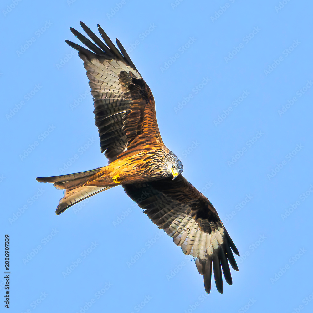 Fototapeta premium Red Kite in flight