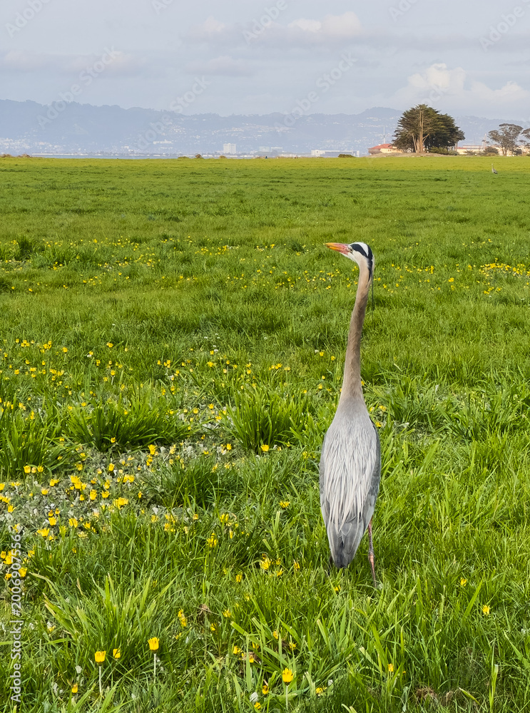 Fototapeta premium Blue Heron Stands In Bright Green Field