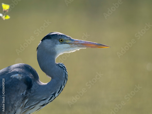 Grey heron, Ardea cinerea