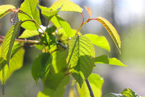 Photos Sunlit green leaves on a young cherry tree branch, captured in close-up with soft bokeh background
