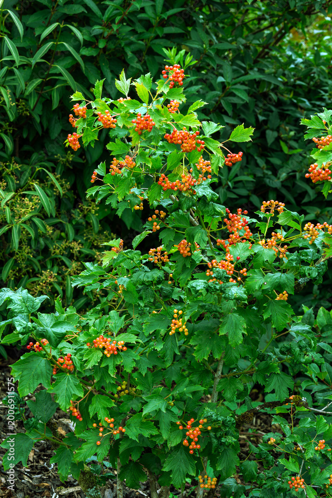 Fototapeta premium Viburnum opulus 'Compactum' a summer flowering shrub plant with a white summertime flower and red berries in autumn commonly known as compact guelder rose, gardening stock photo image