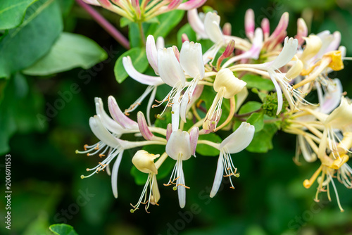 Photos Lonicera periclymenum 'Graham Thomas' a summer flowering plant commonly known as