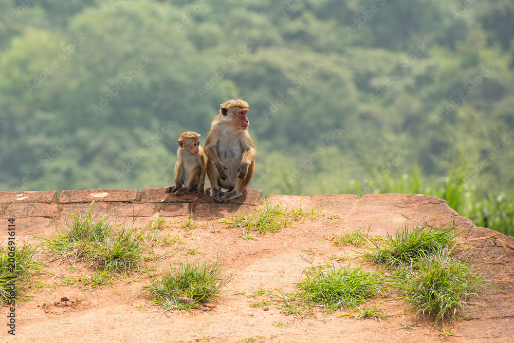 Fototapeta premium Mother and baby toque macaque monkeys, Sigiriya, Sri Lanka