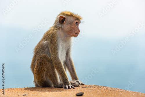 Photography Cute baby of Toque macaque (macaca sinica), portrait of endemic monkey in Sri La