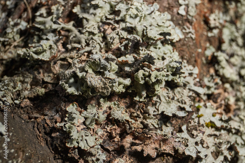 Fotografie Parmelia sulcata (lat