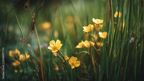 Close-up of delicate yellow wildflowers blooming in a lush green meadow.