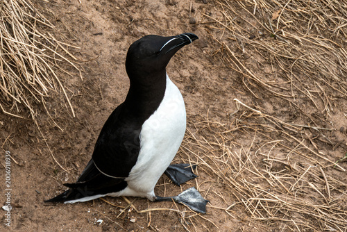 Tableau sur toile Close-up portrait of a Razorbill (Alca torda) seabird with its distinctive thick