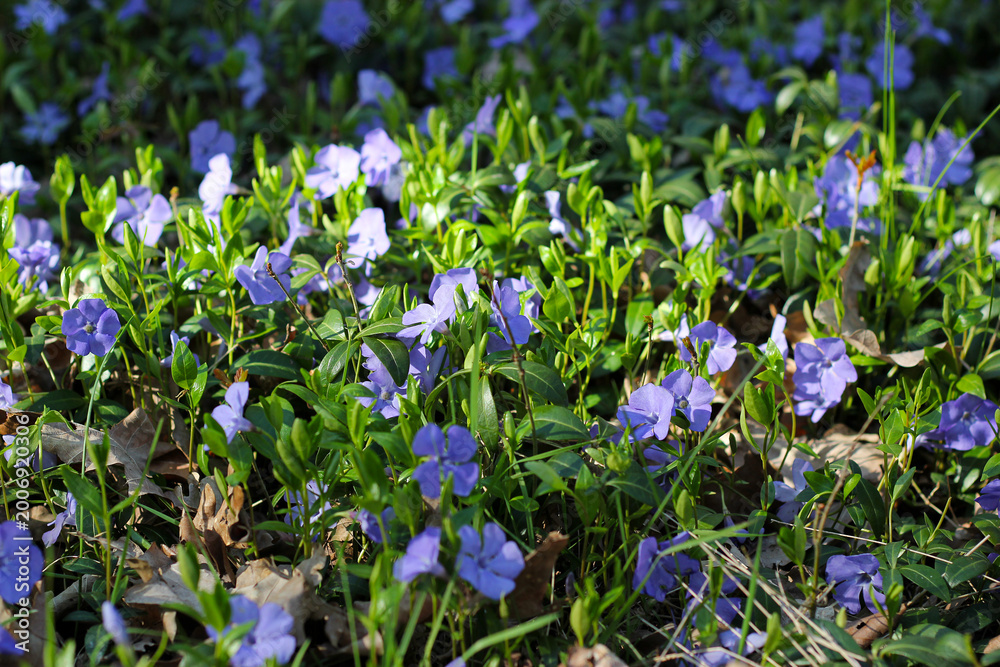 Fototapeta premium Blooming periwinkle flowers on a forest floor, with soft purple petals among green leaves and dry foliage. Small blue flowers. Fresh spring atmosphere and natural ground cover in sunlight.