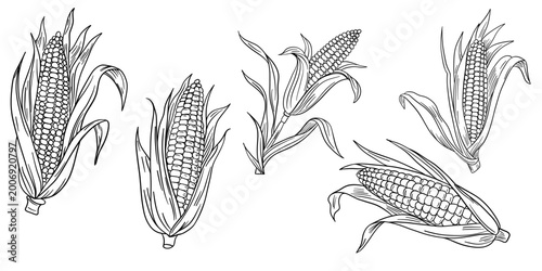 Hand-drawn illustration set corn in black white outline. Corn cobs, leaves, and natural organic textures. Outline kids coloring pages and educational activities
