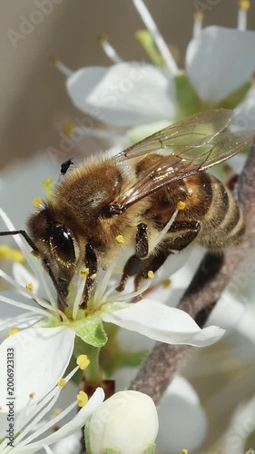 Detailed macro video of an insect pollinator gathering pollen on white petals during a sunny spring day.
