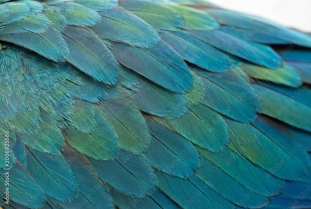Obraz premium Macro detail of blue and green parrot feathers creating a beautiful natural texture