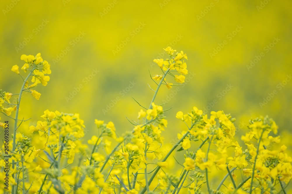 Fototapeta premium Blooming rapeseed flowers close-up with soft bokeh, yellow spring background