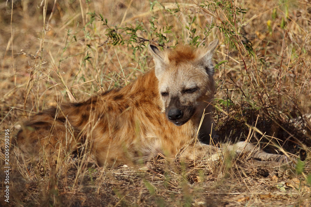 Fototapeta premium Tüpfelhyäne / Spotted hyaena / Crocuta crocuta