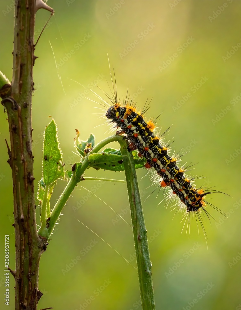 Fototapeta premium Hairy Caterpillar Crawling on a Green Plant Stem Outdoors.