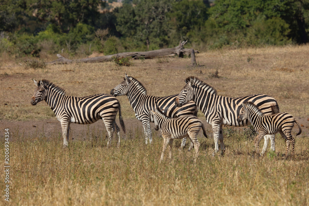Obraz premium Steppenzebra / Burchell's zebra / Equus quagga burchellii